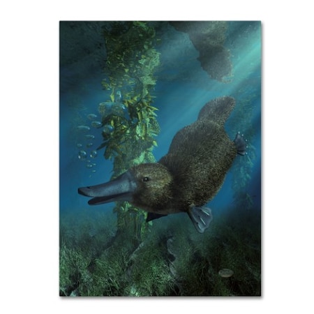 Daniel Eskridge 'Platypus' Canvas Art,24x32